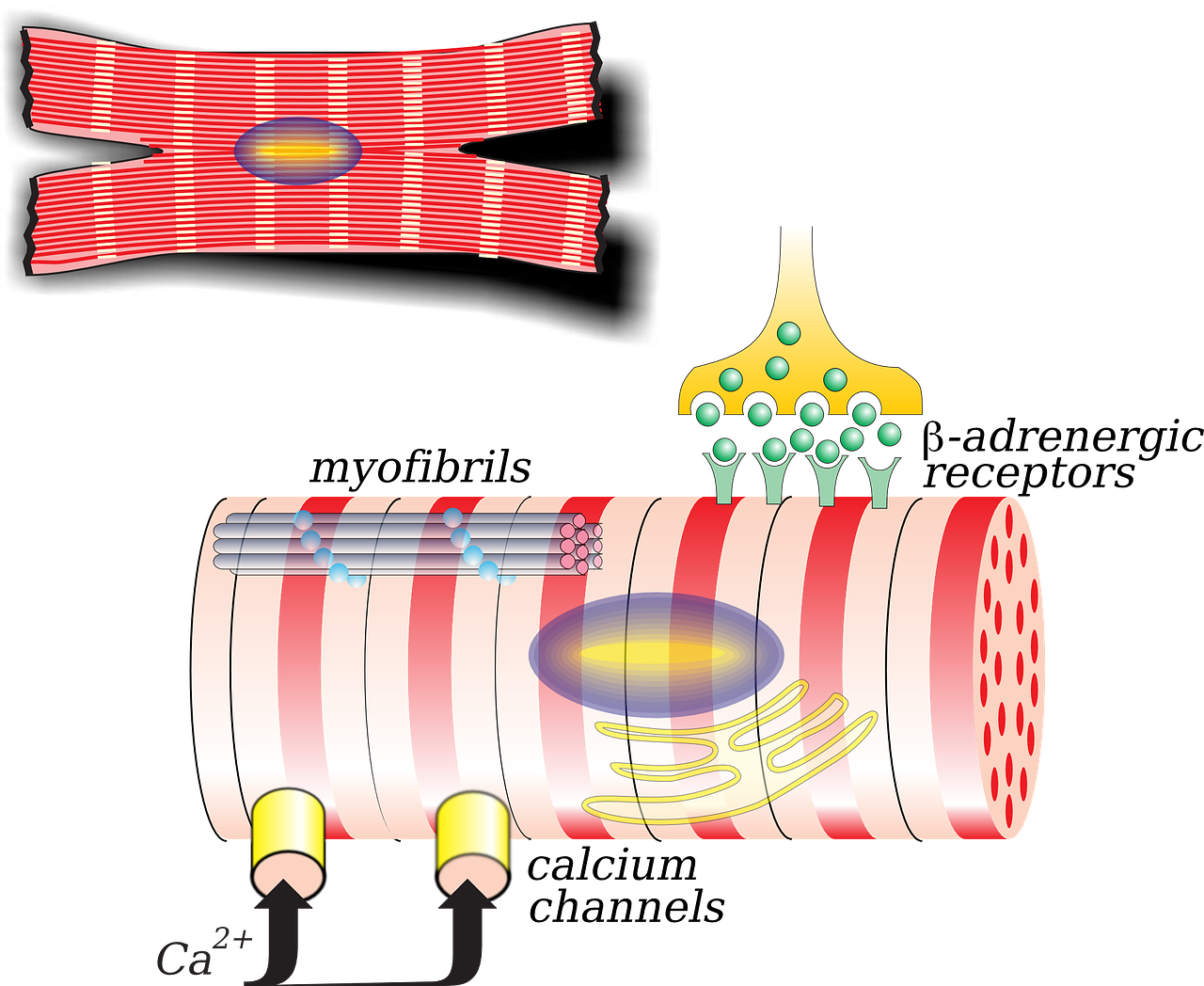 cell receptors nerve tissue free photo