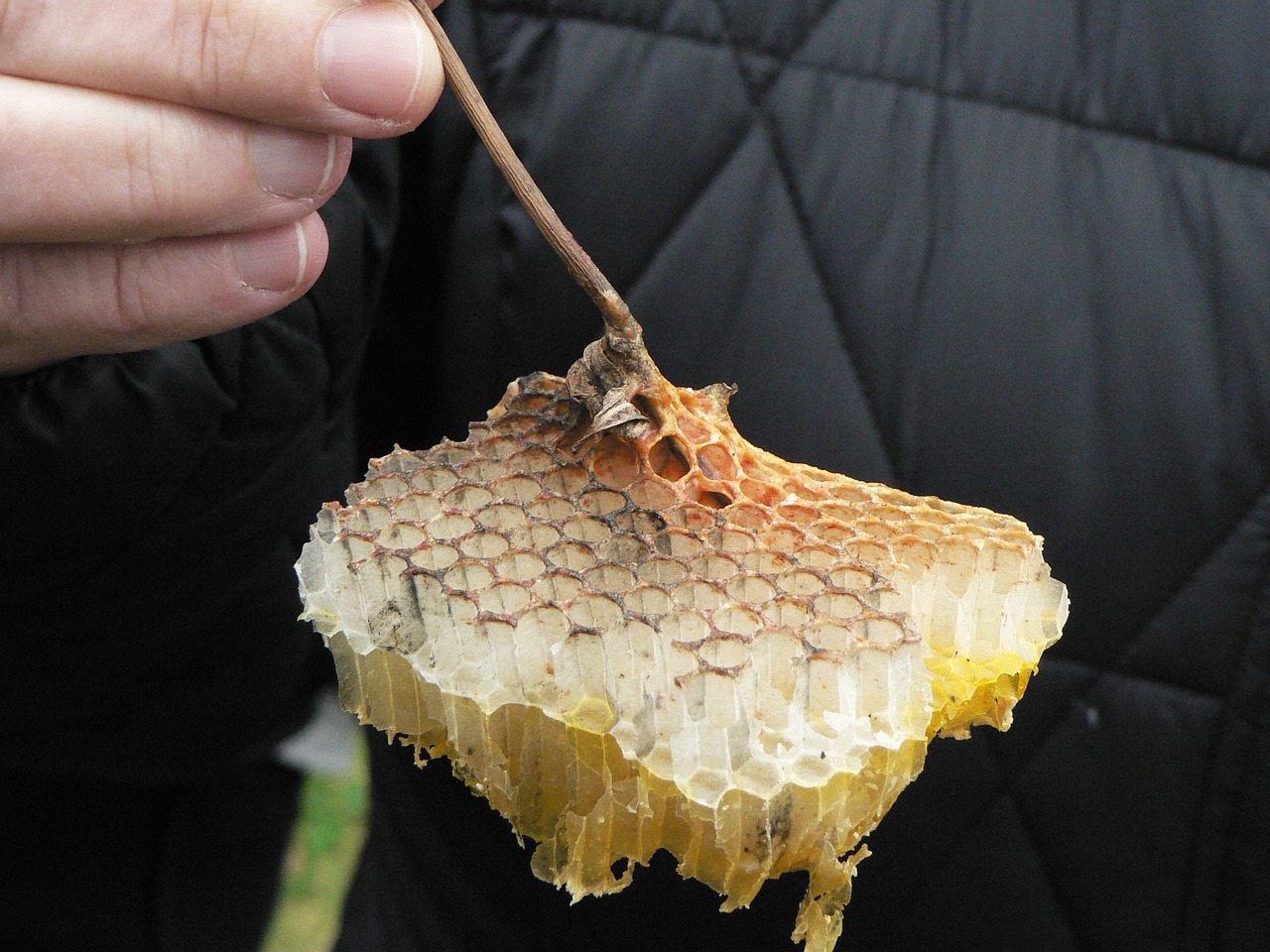 cell hive beekeeping free photo