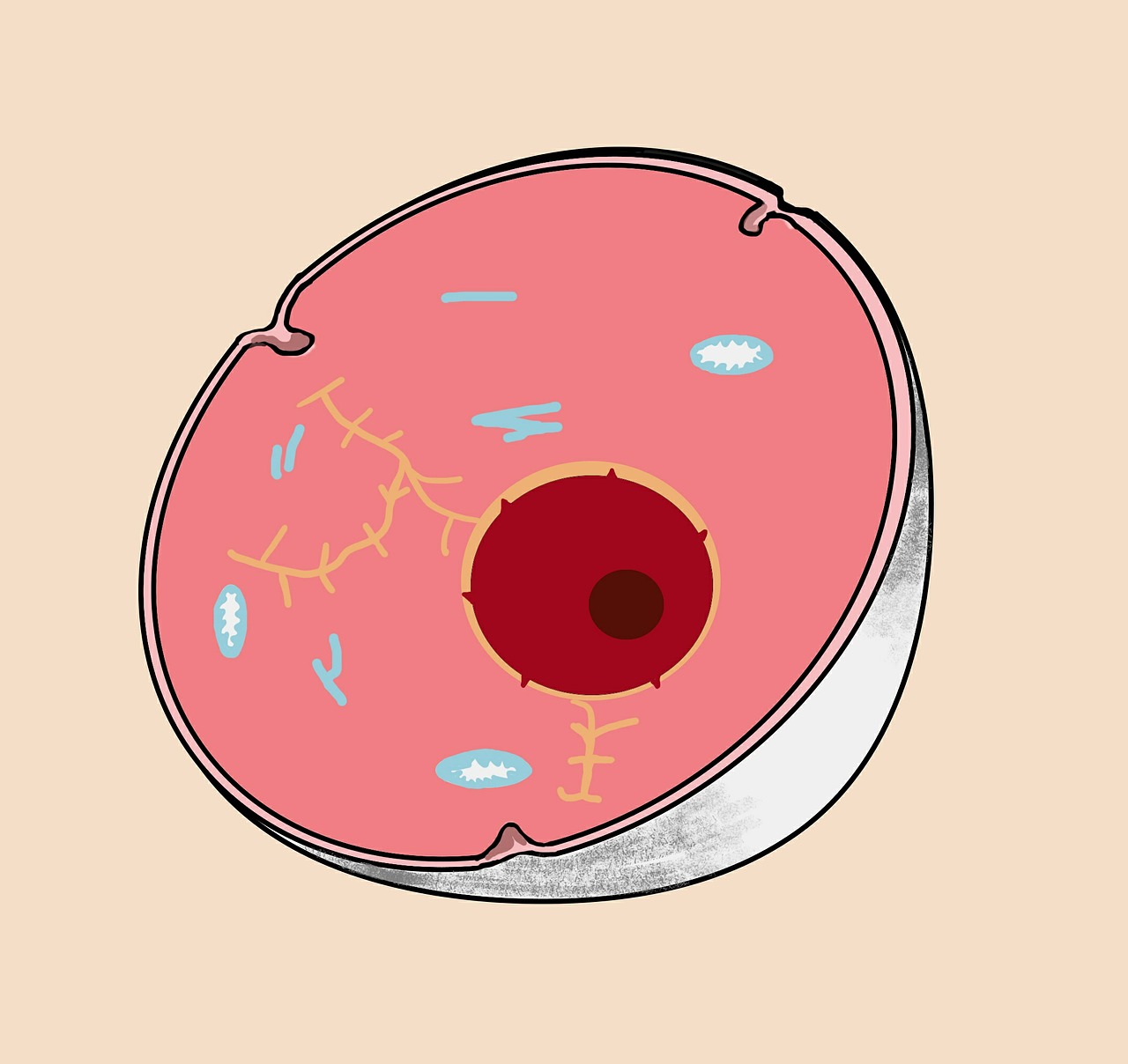 cell anatomy medical free photo