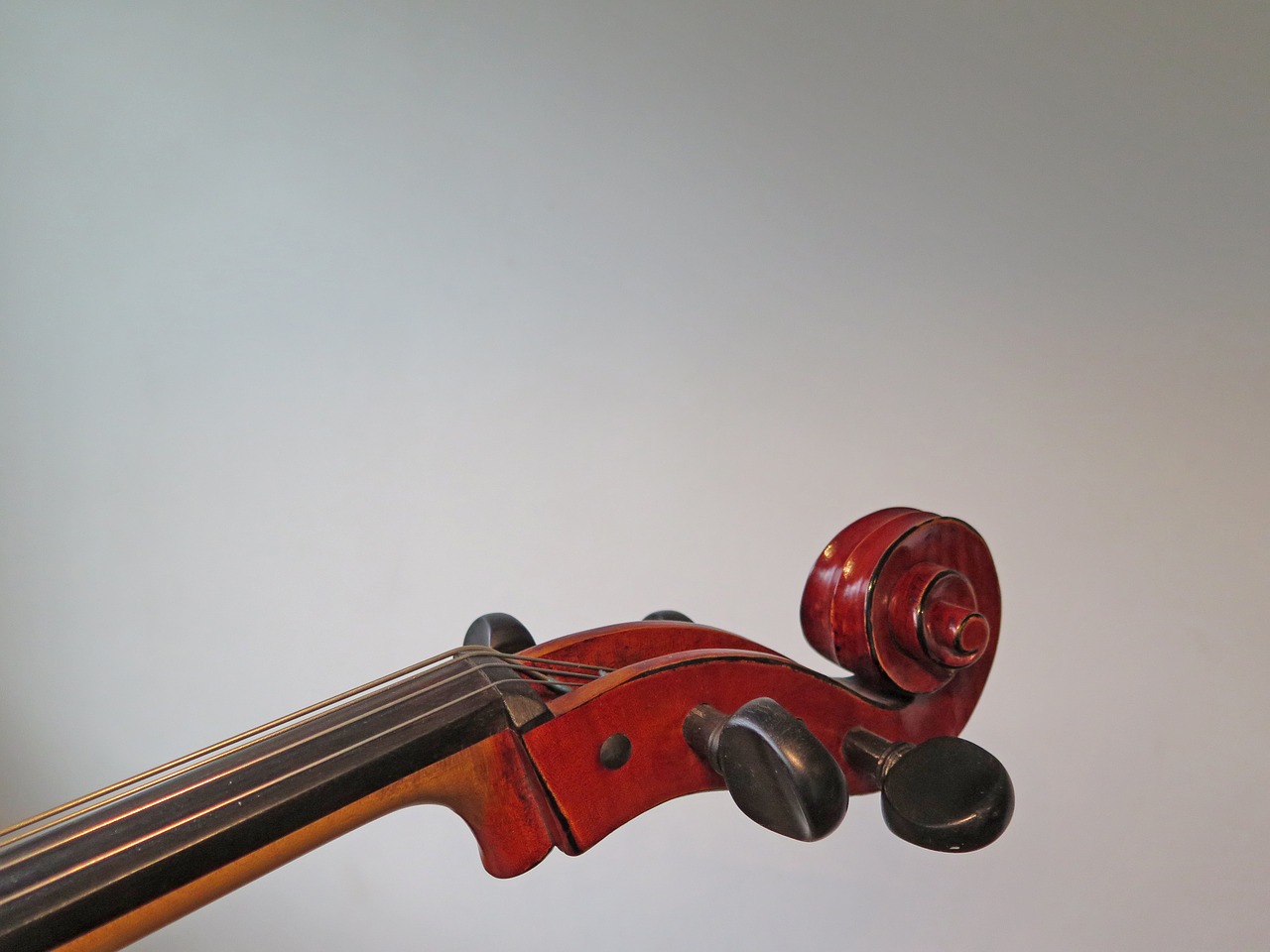 cello strings instrument free photo