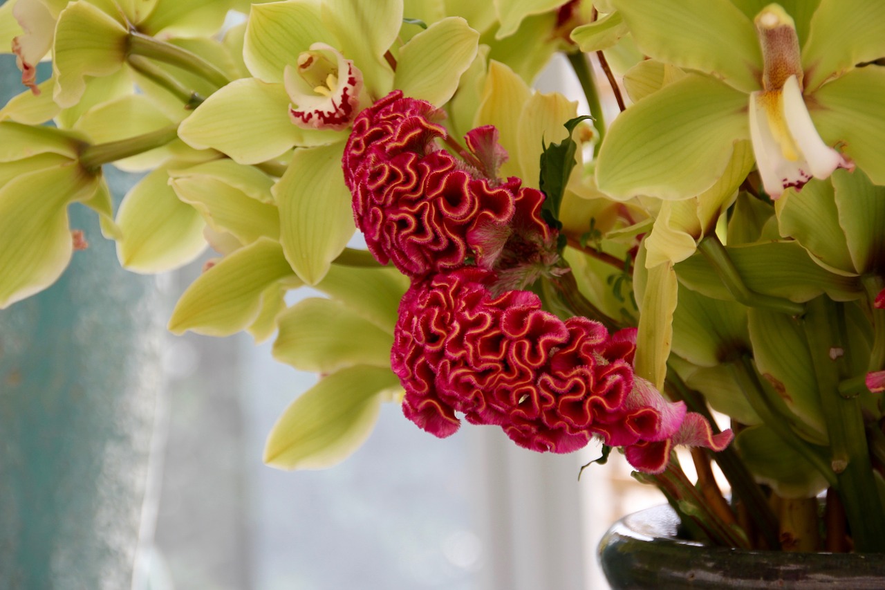 celosia celosia argentea cristata group free photo