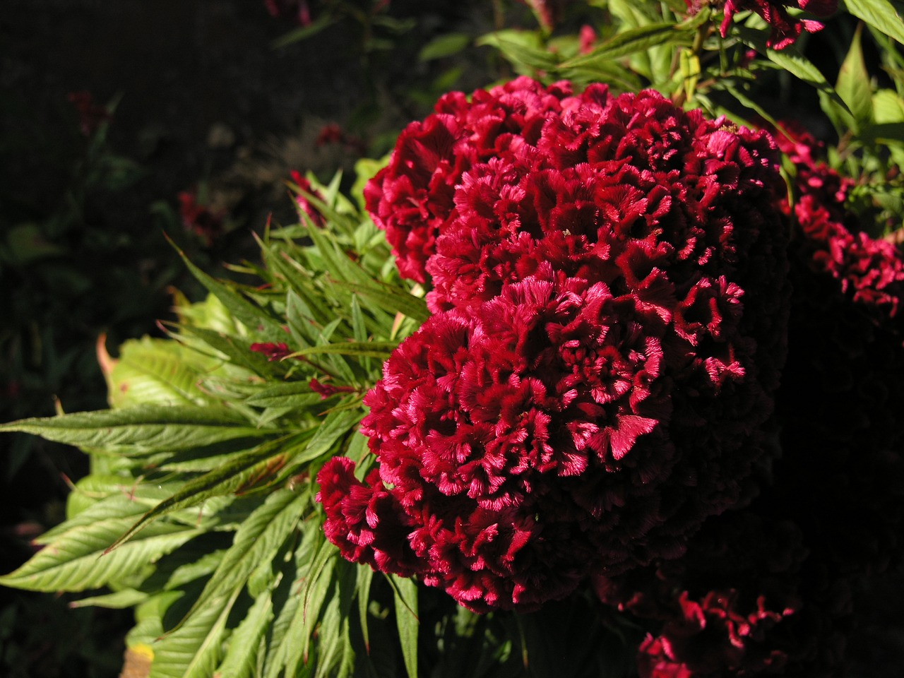 celosia red velvet flower free photo