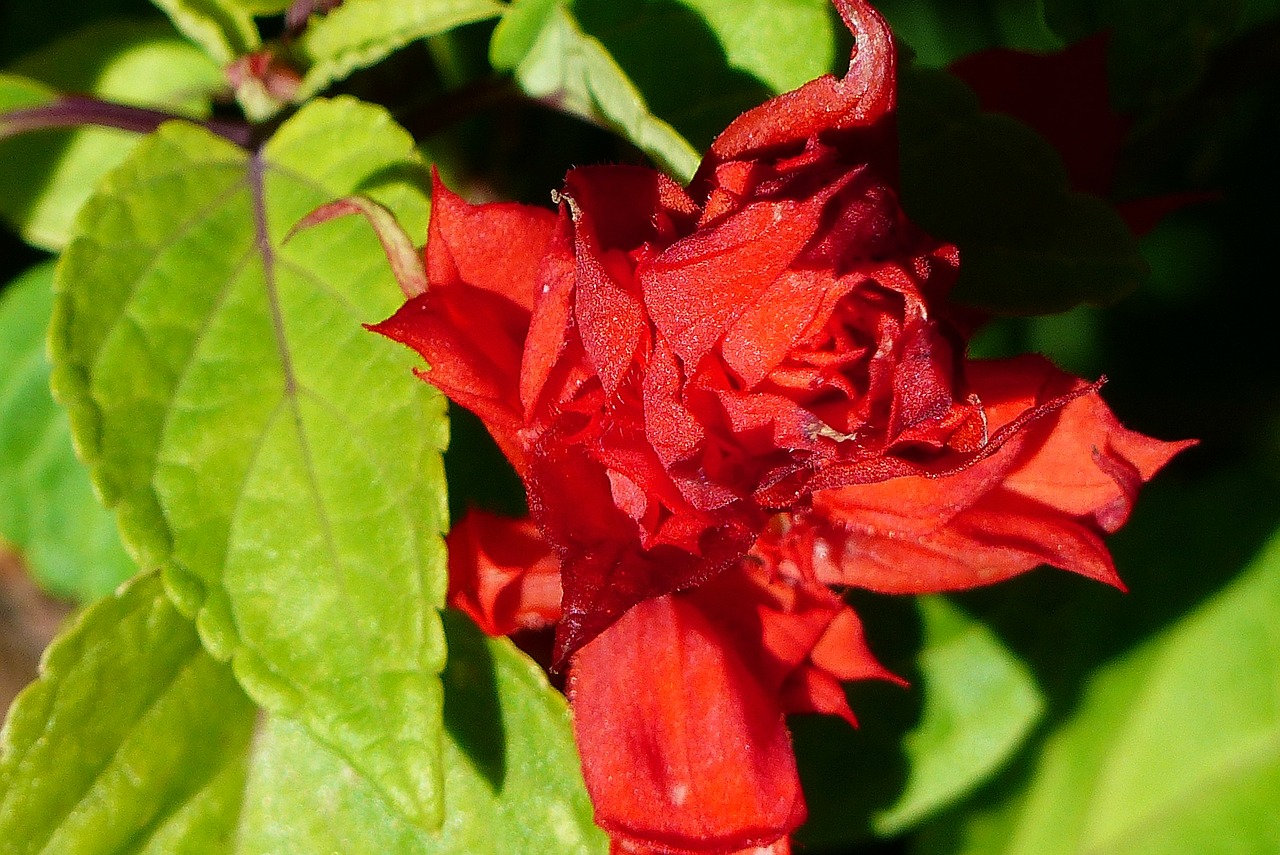 celosia red flower free photo