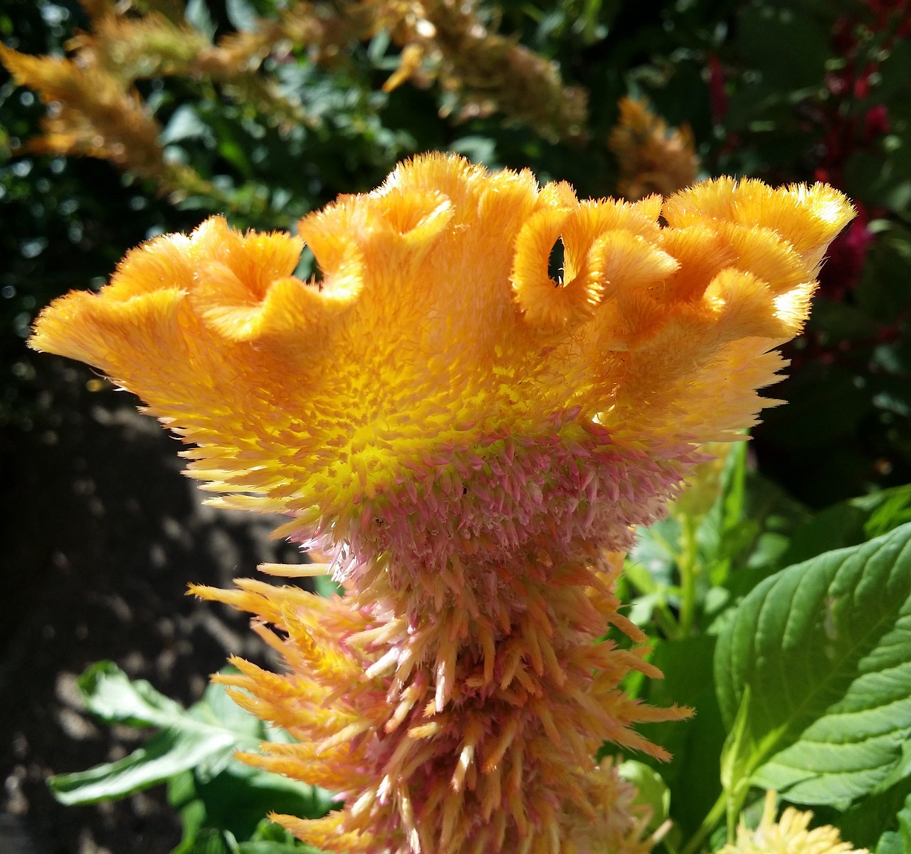 celosia flower rooster head free photo