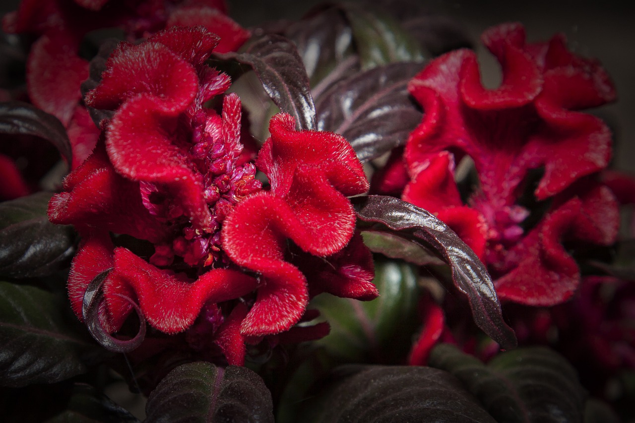 celosia  red  flower free photo