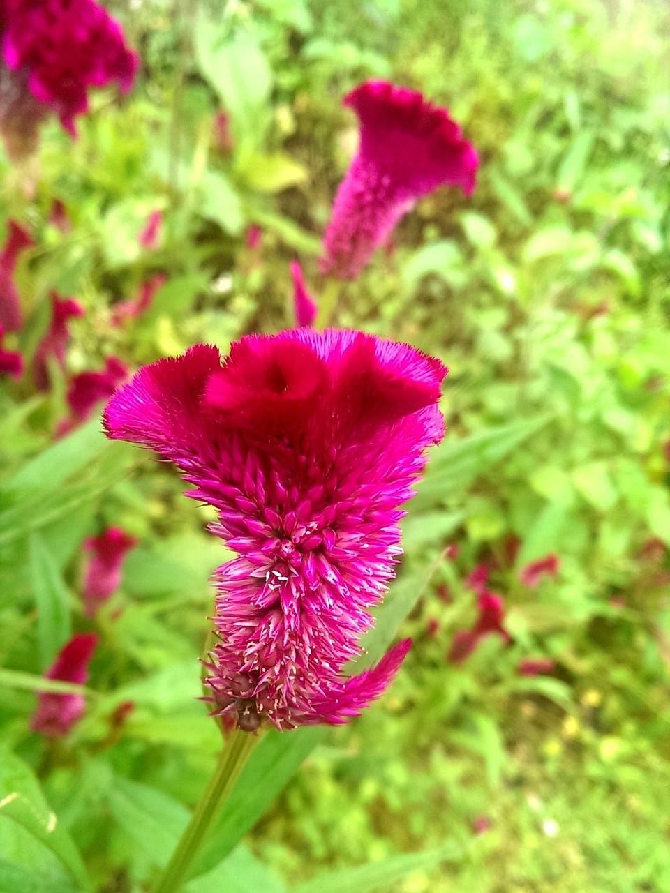 celosia flower beheaded cock flower free photo