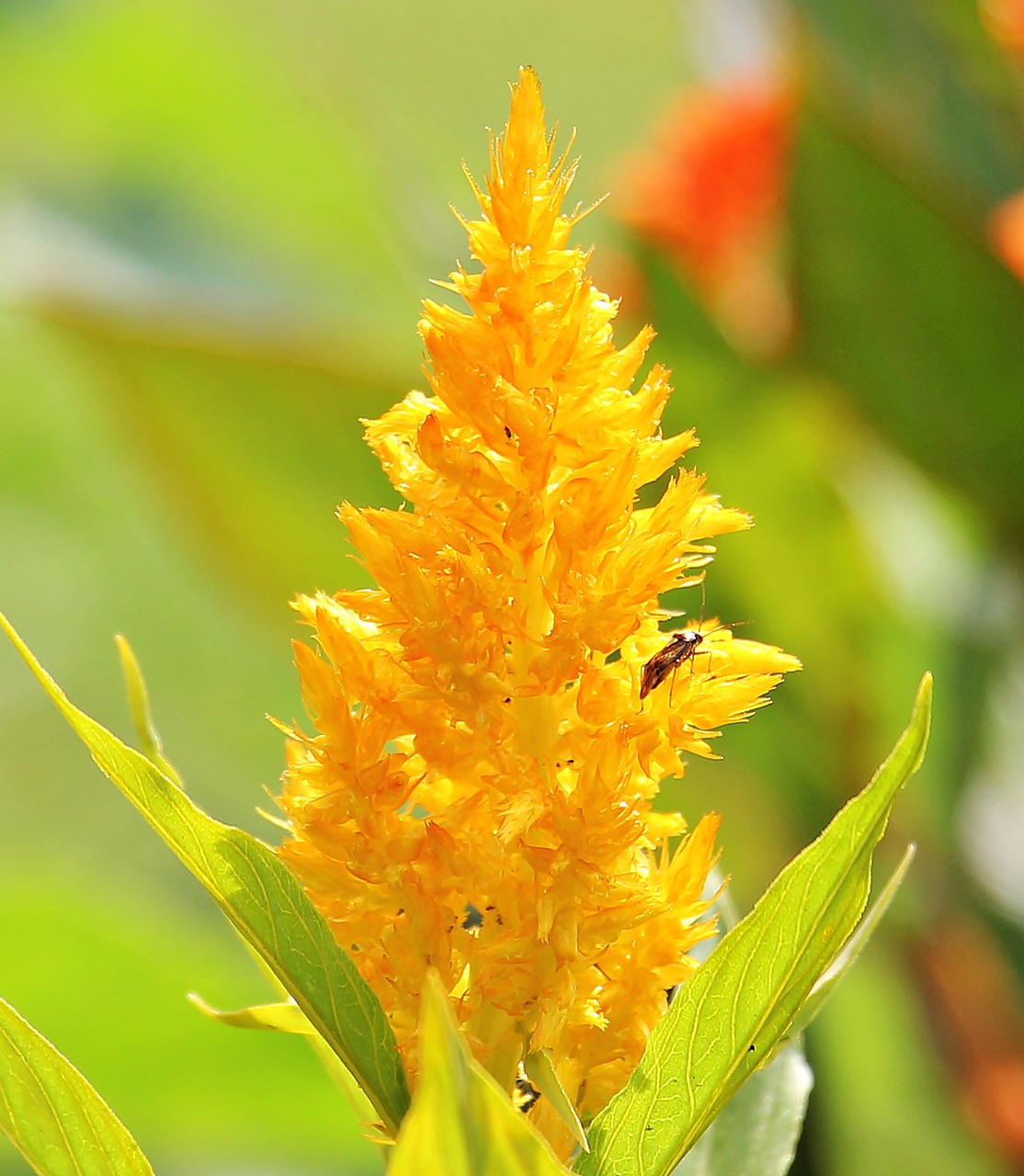 celosia argentea cockscomb flower free photo