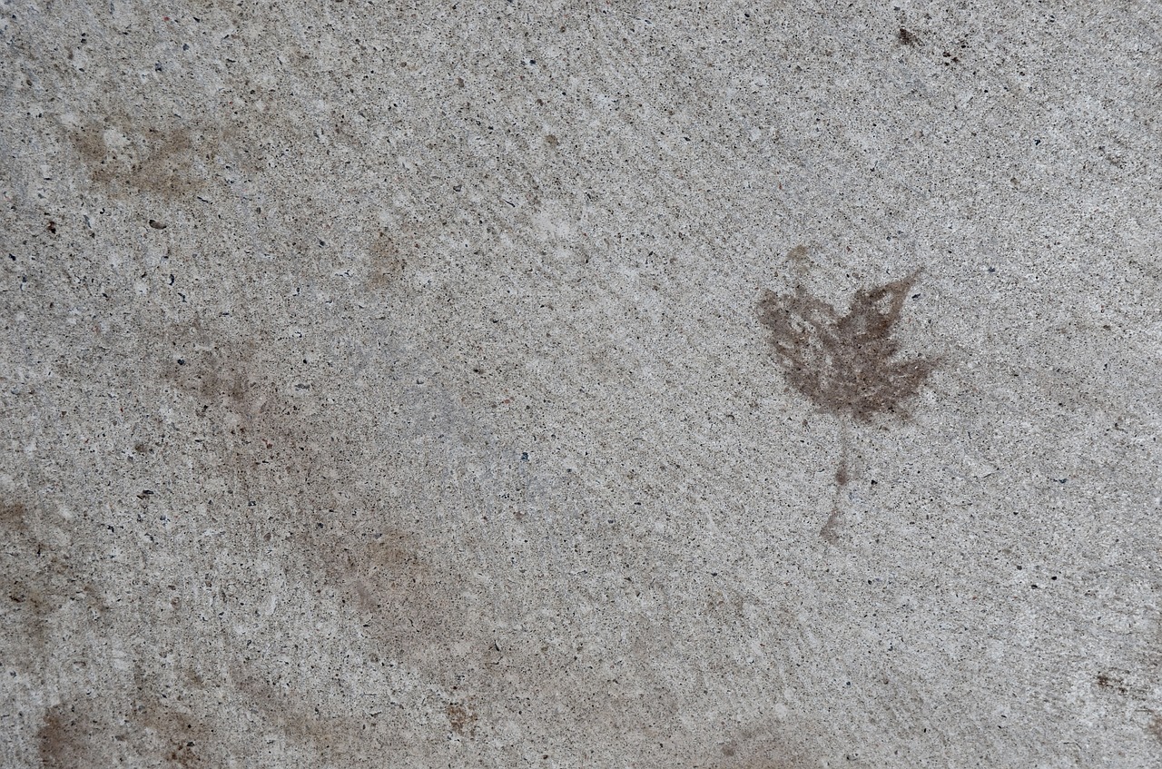 cement leaf nature free photo