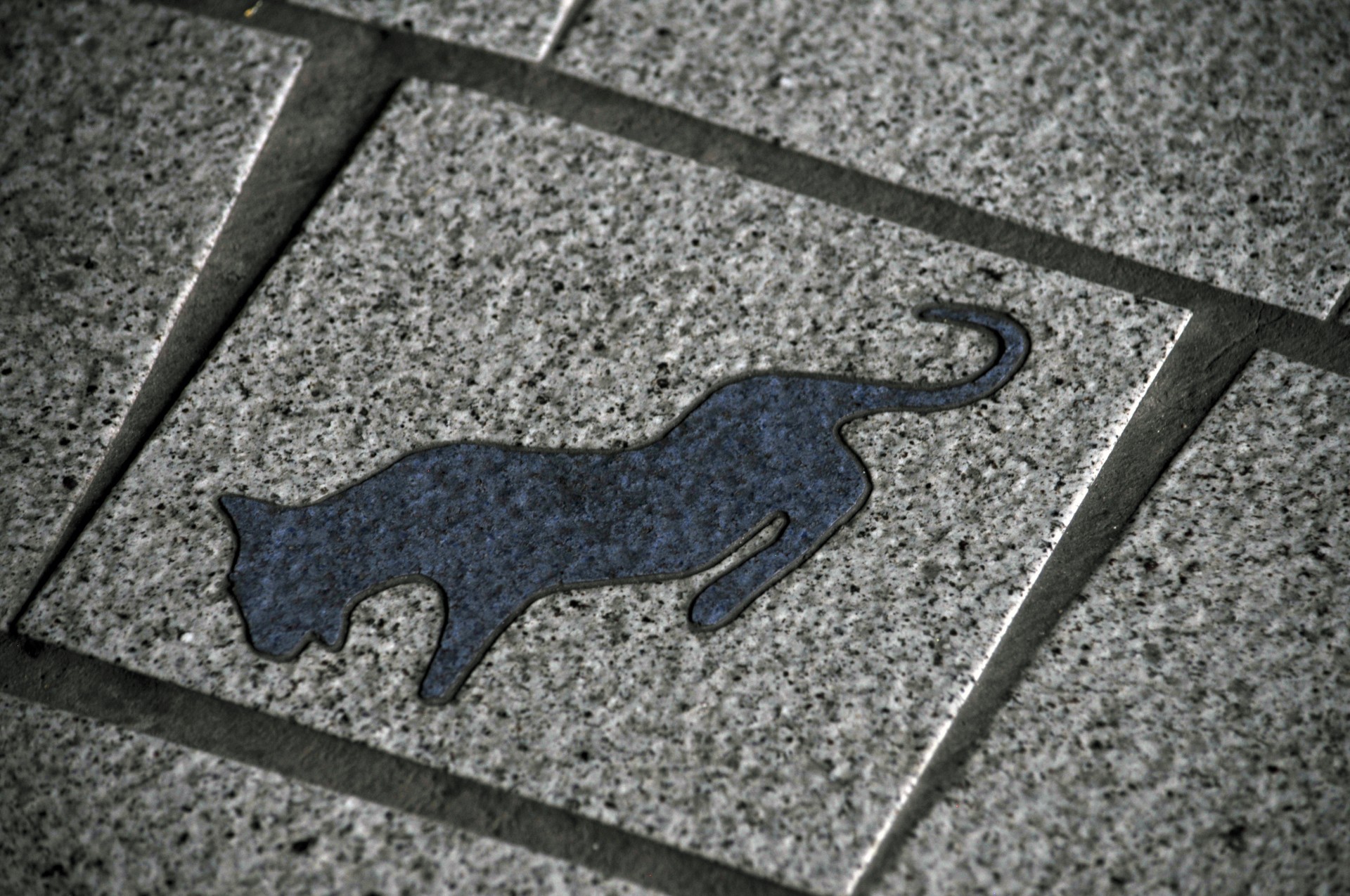 cougar big cat tile free photo