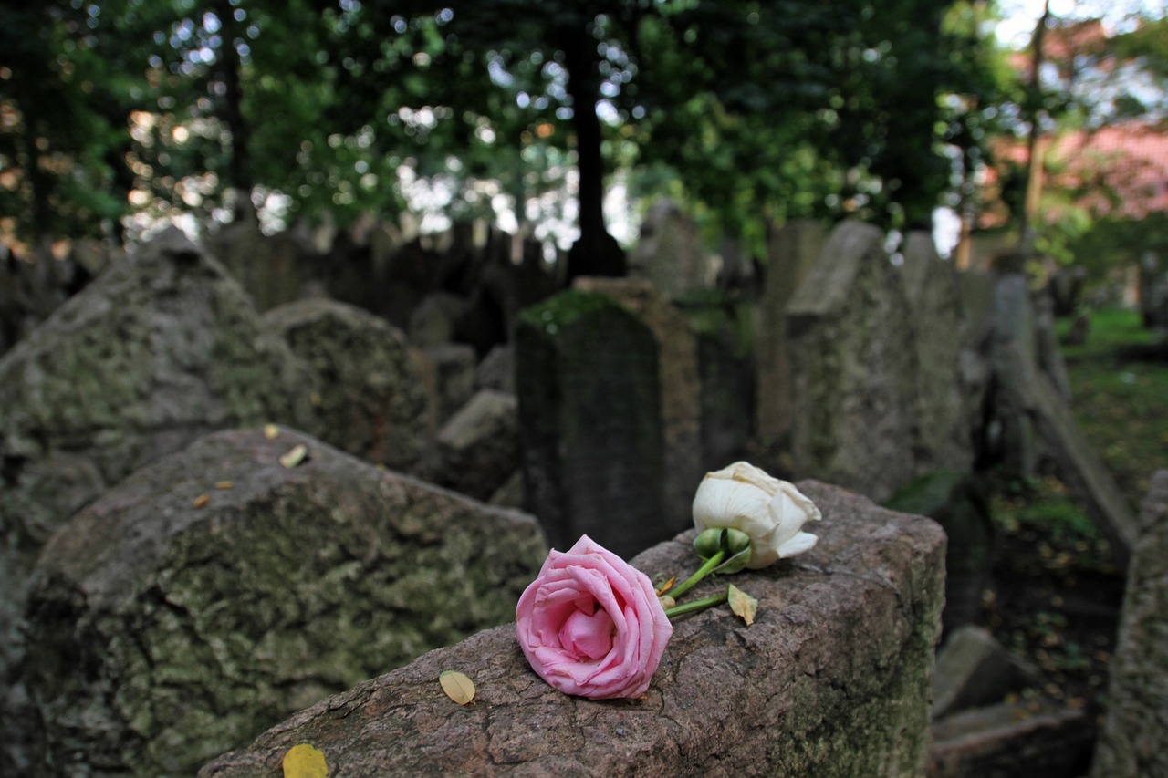 cemetery jewish flower free photo