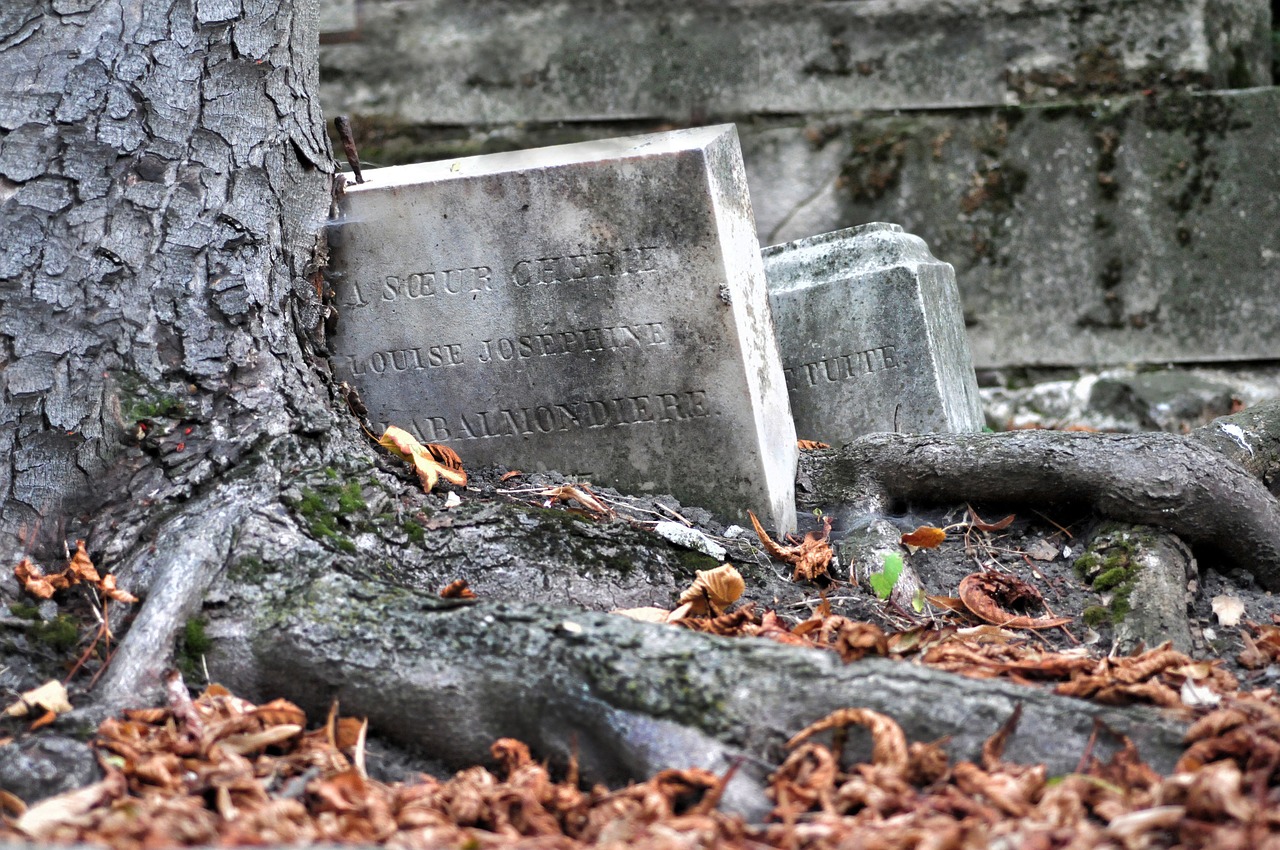 cemetery tree falls free photo