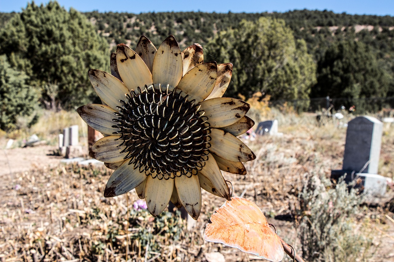 cemetery sunflower metal free photo