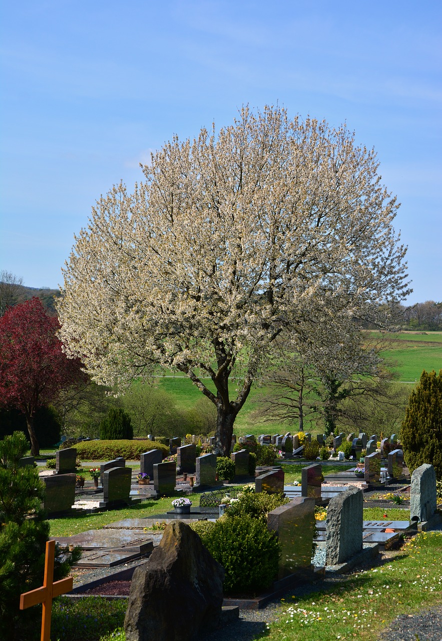 cemetery graves cemetery culture free photo