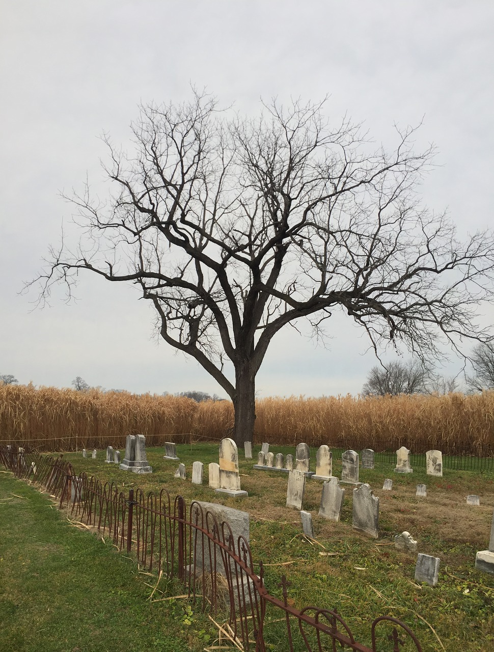 cemetery tree october free photo