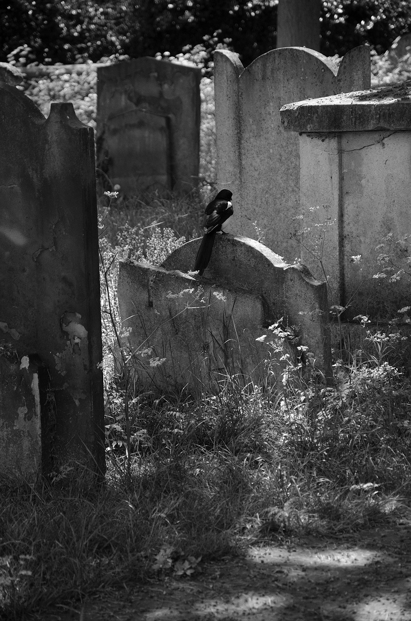 cemetery magpie bird free photo