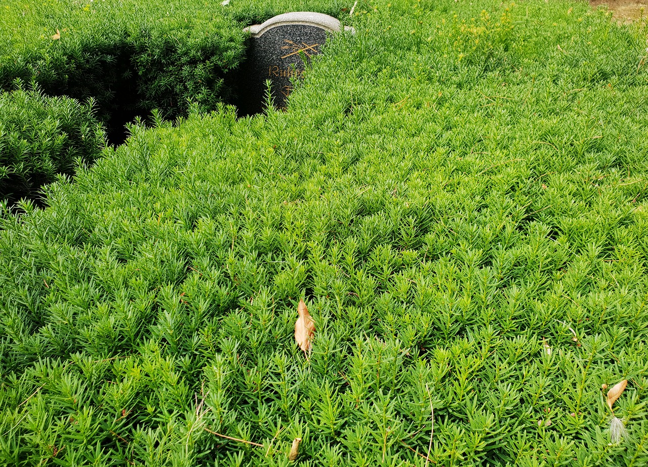 cemetery  tombstone  hedge free photo