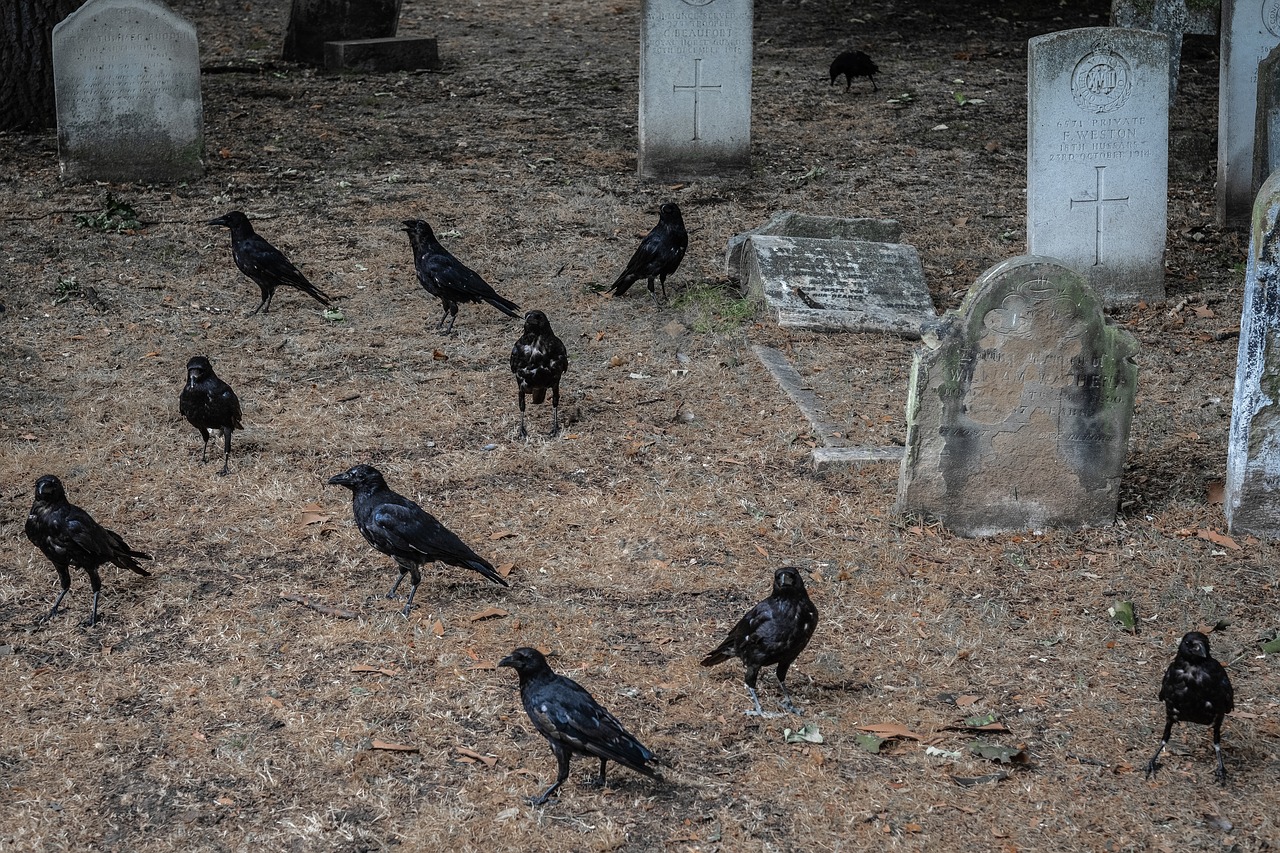 cemetery  london  brompton free photo