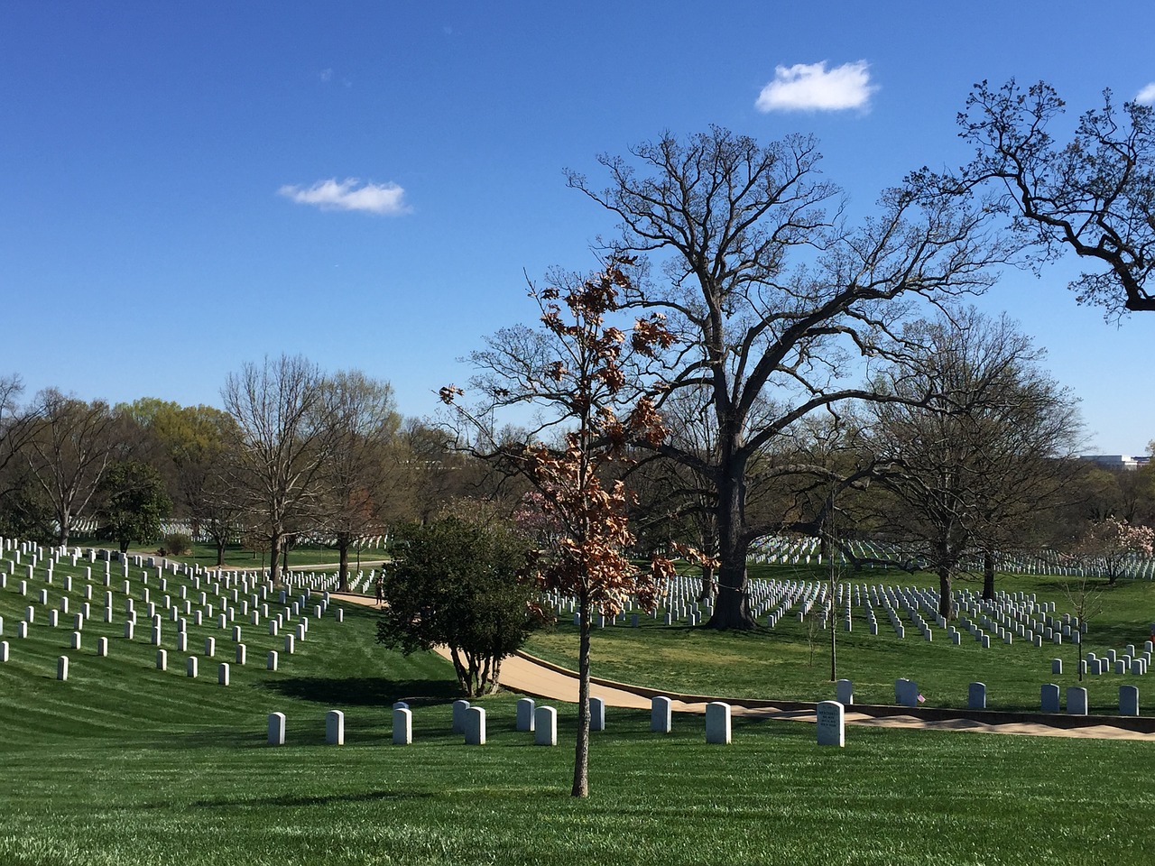 cemetery  tree  graves free photo