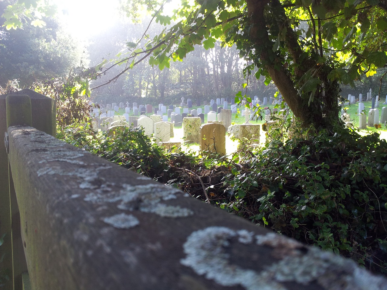 cemetery lichen graveyard free photo
