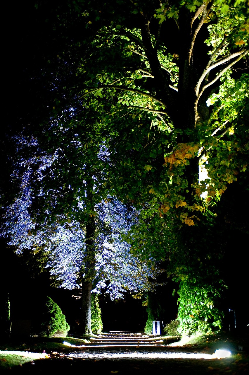 cemetery tree night free photo