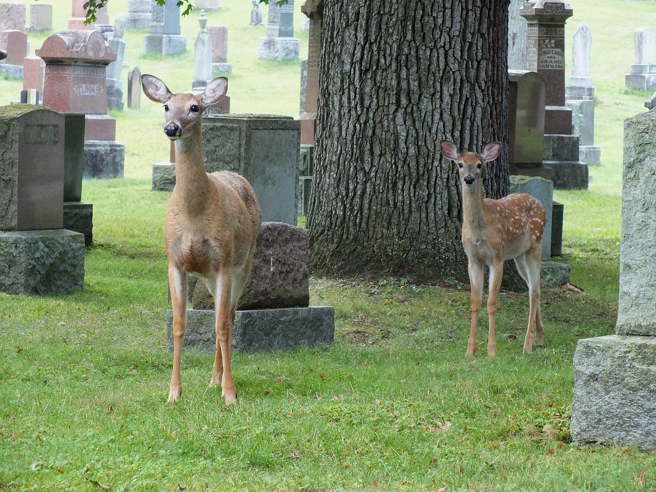 cemetery deer fawn free photo