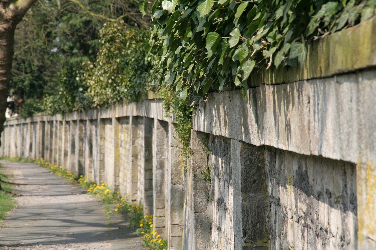 cemetery wall  cemetery  ivy free photo