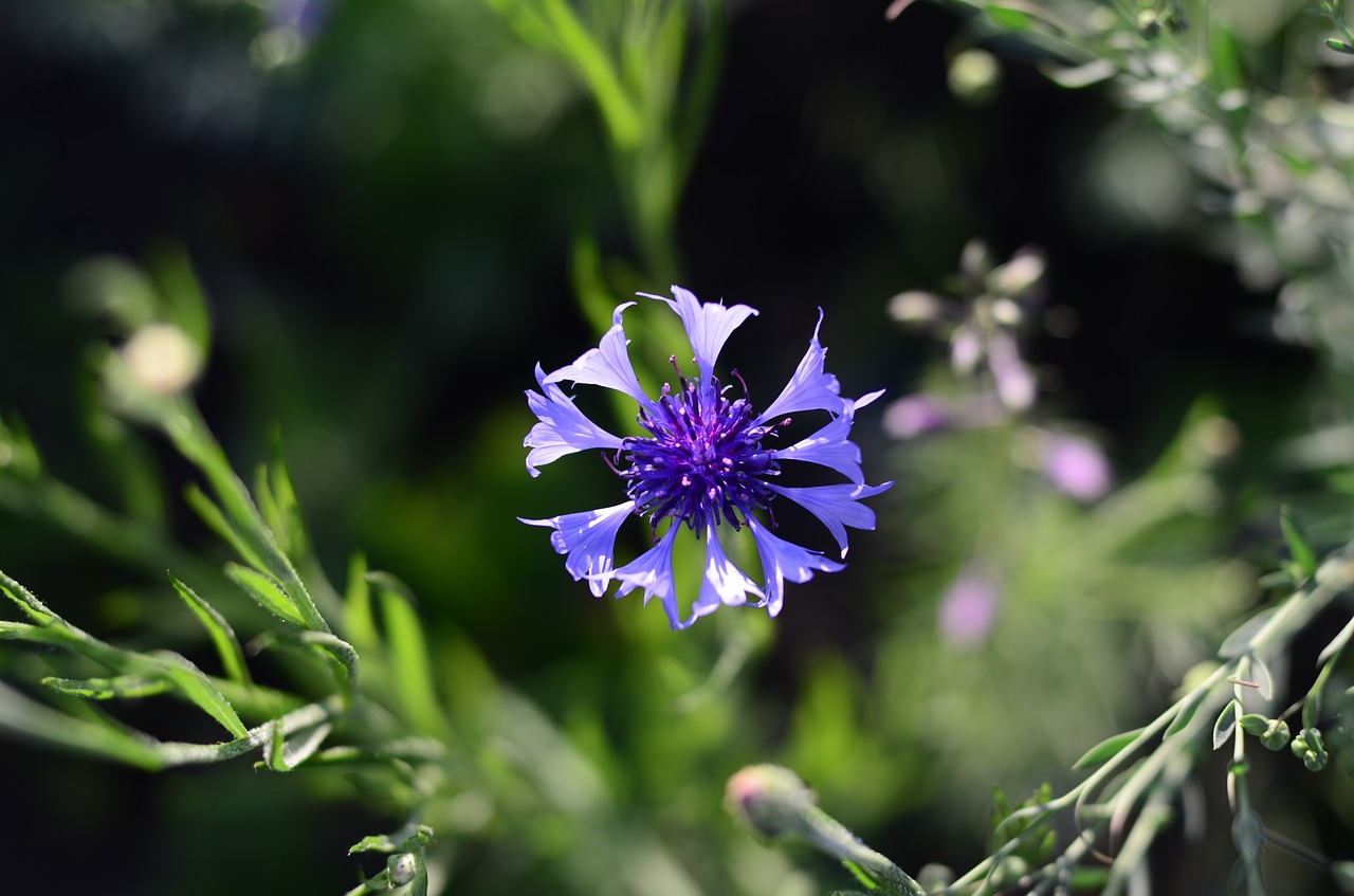 centaurea flower flowers free photo