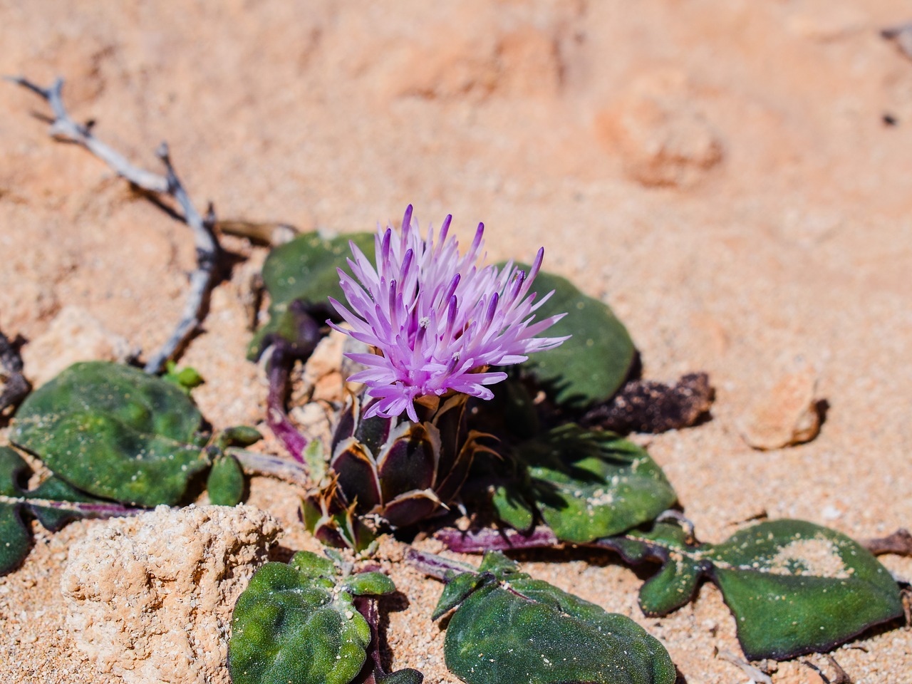 centaurea aegialophila flower purple free photo