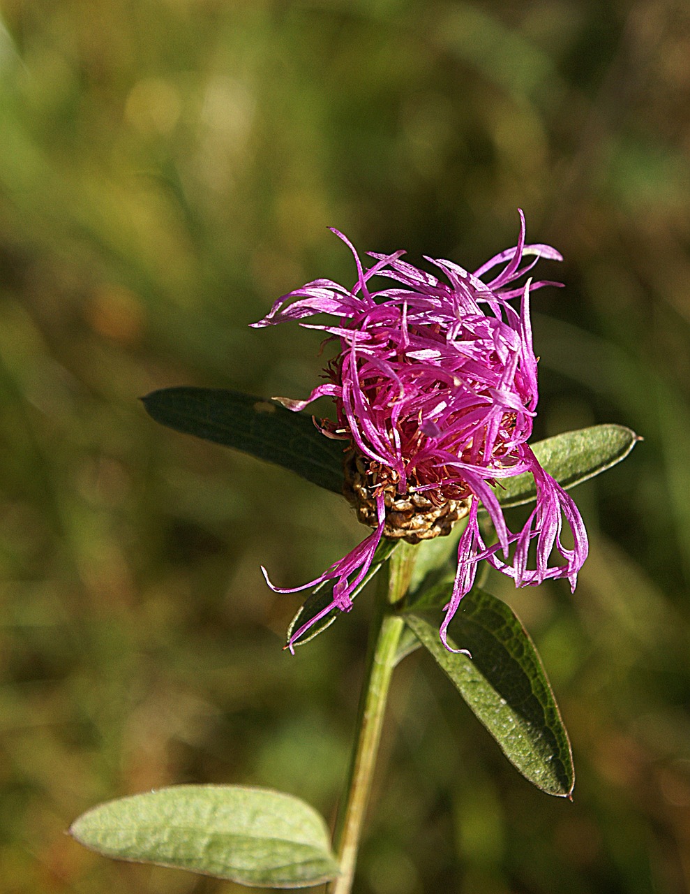 centaurea jacea flower blooming free photo