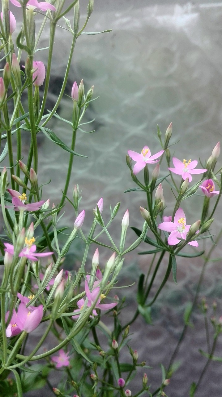 centaury herbs flowers free photo