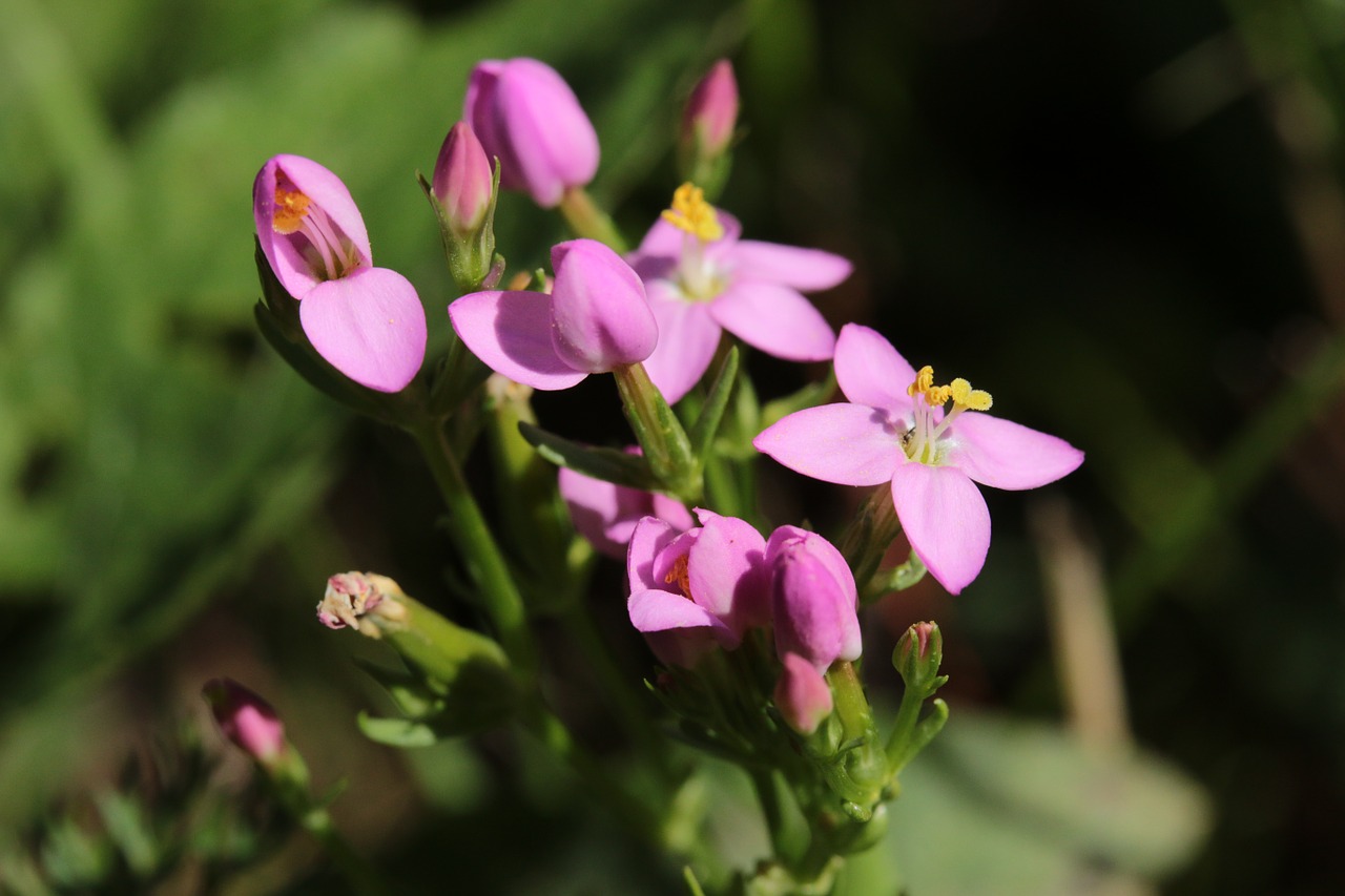 centaury flower pink free photo