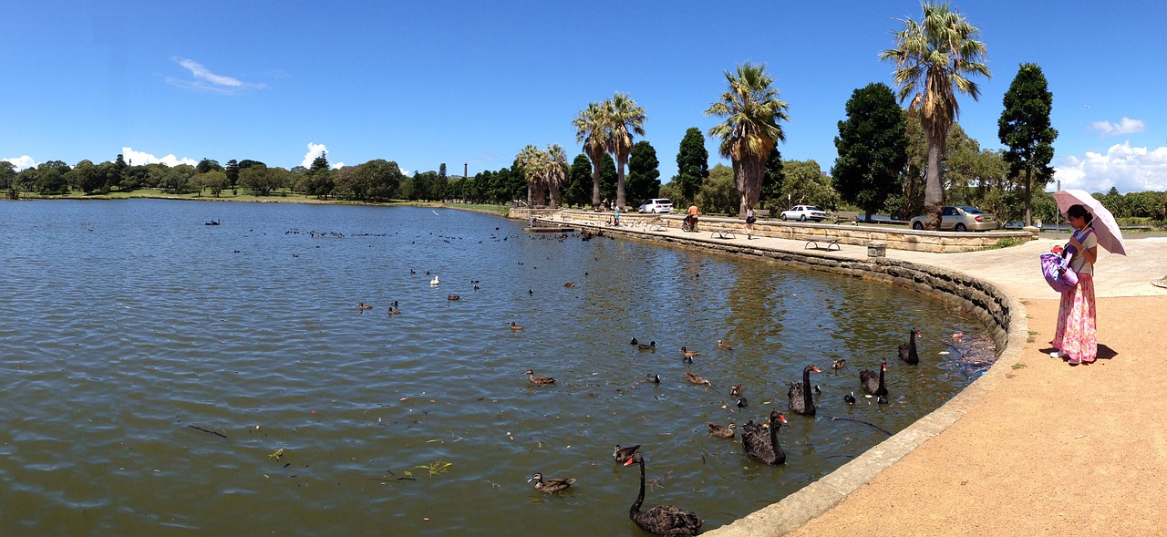 centennial park sydney black swan free photo