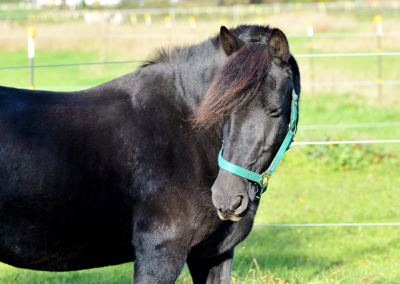 centime horse pferdeportrait free photo