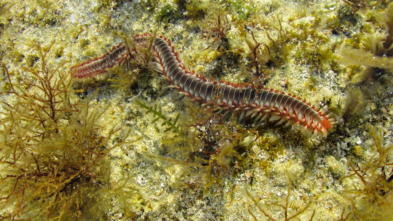 centipede millipede sea creature free photo