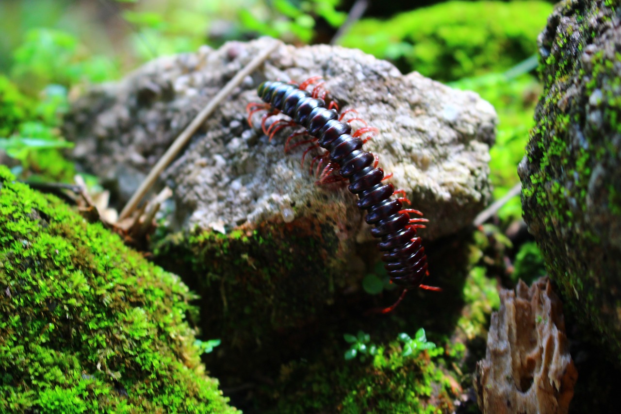 centipede scolopendra insect free photo