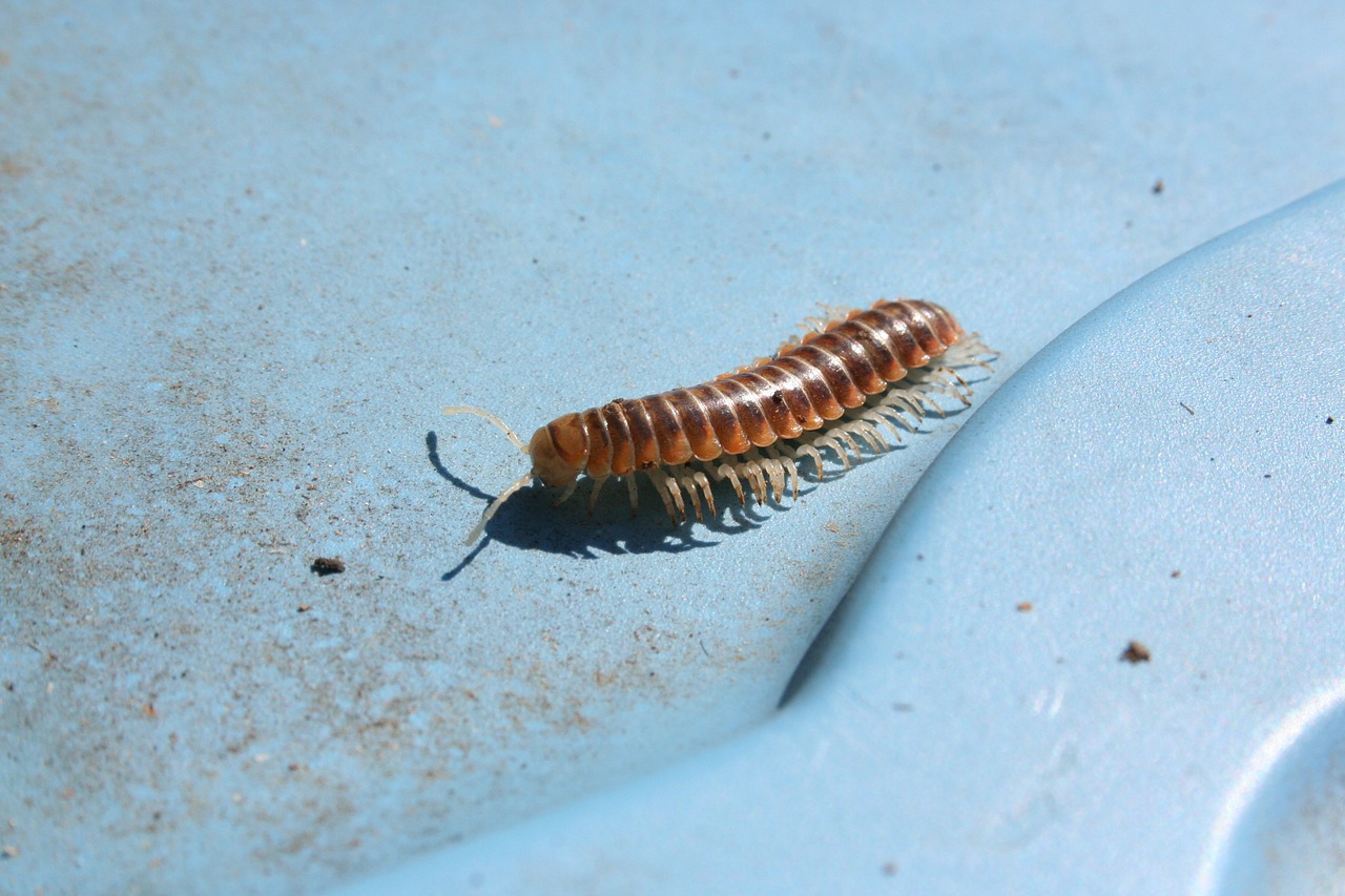 centipede creep insect free photo