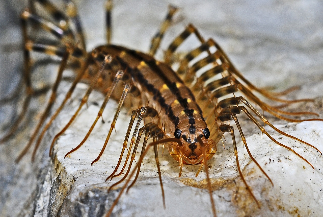 centipede insect macro free photo