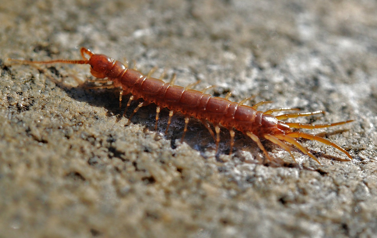 centipede creep worm free photo