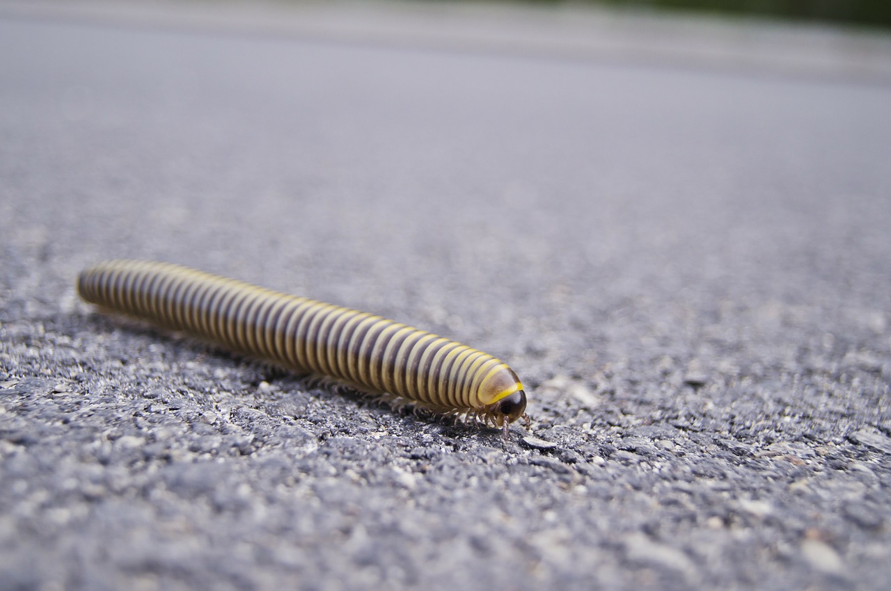 centipedes worm asphalt free photo