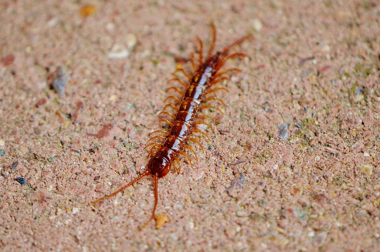 centipedes creeping insect free photo