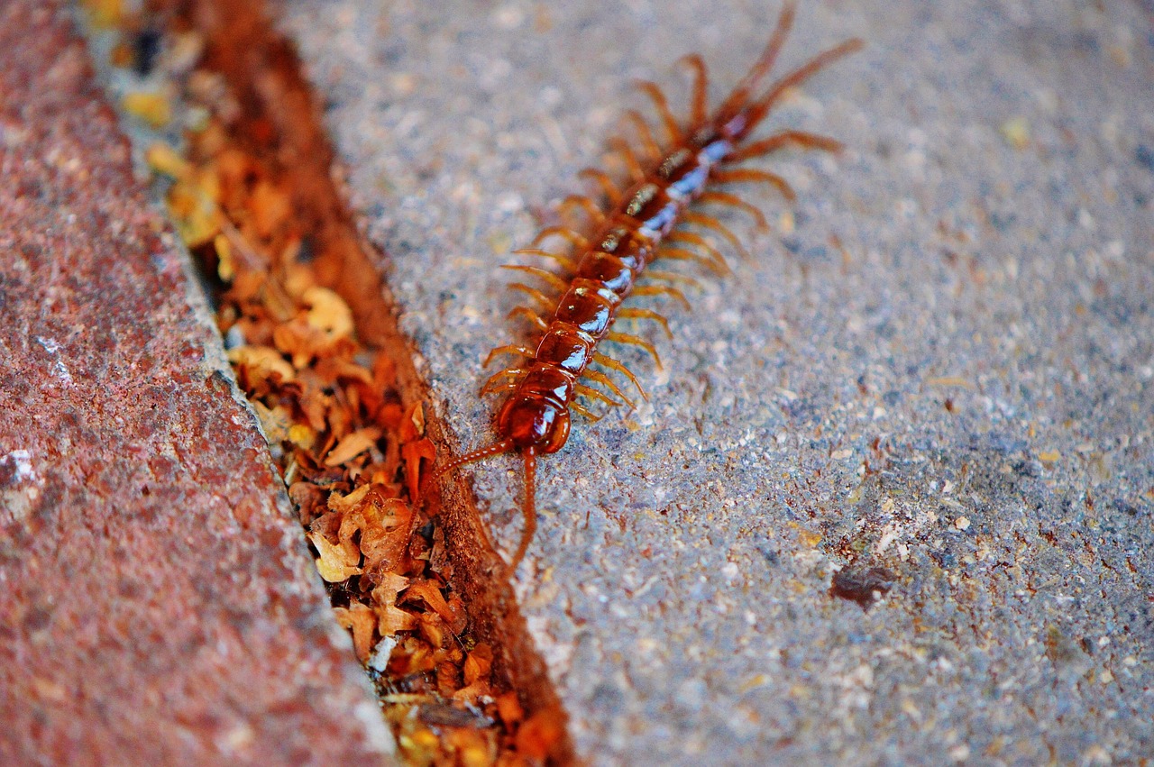 centipedes creeping insect free photo