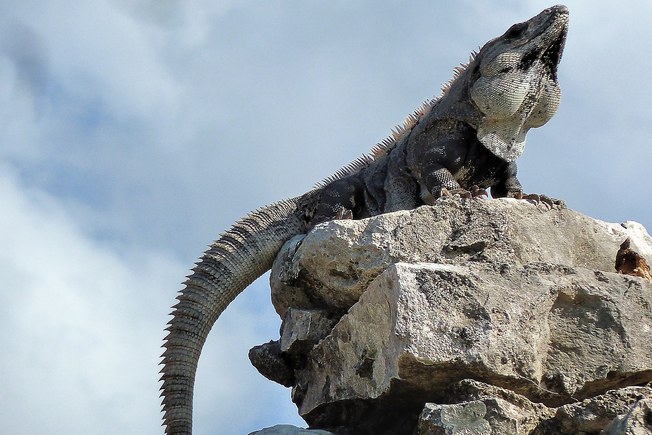 central america  mexico  iguana free photo