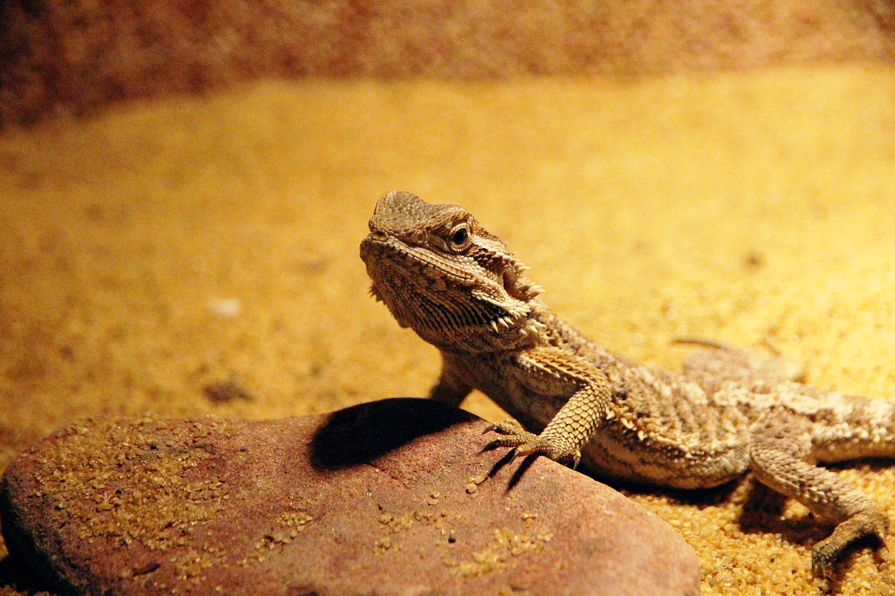 central bearded dragon lizard pogona vitticeps free photo