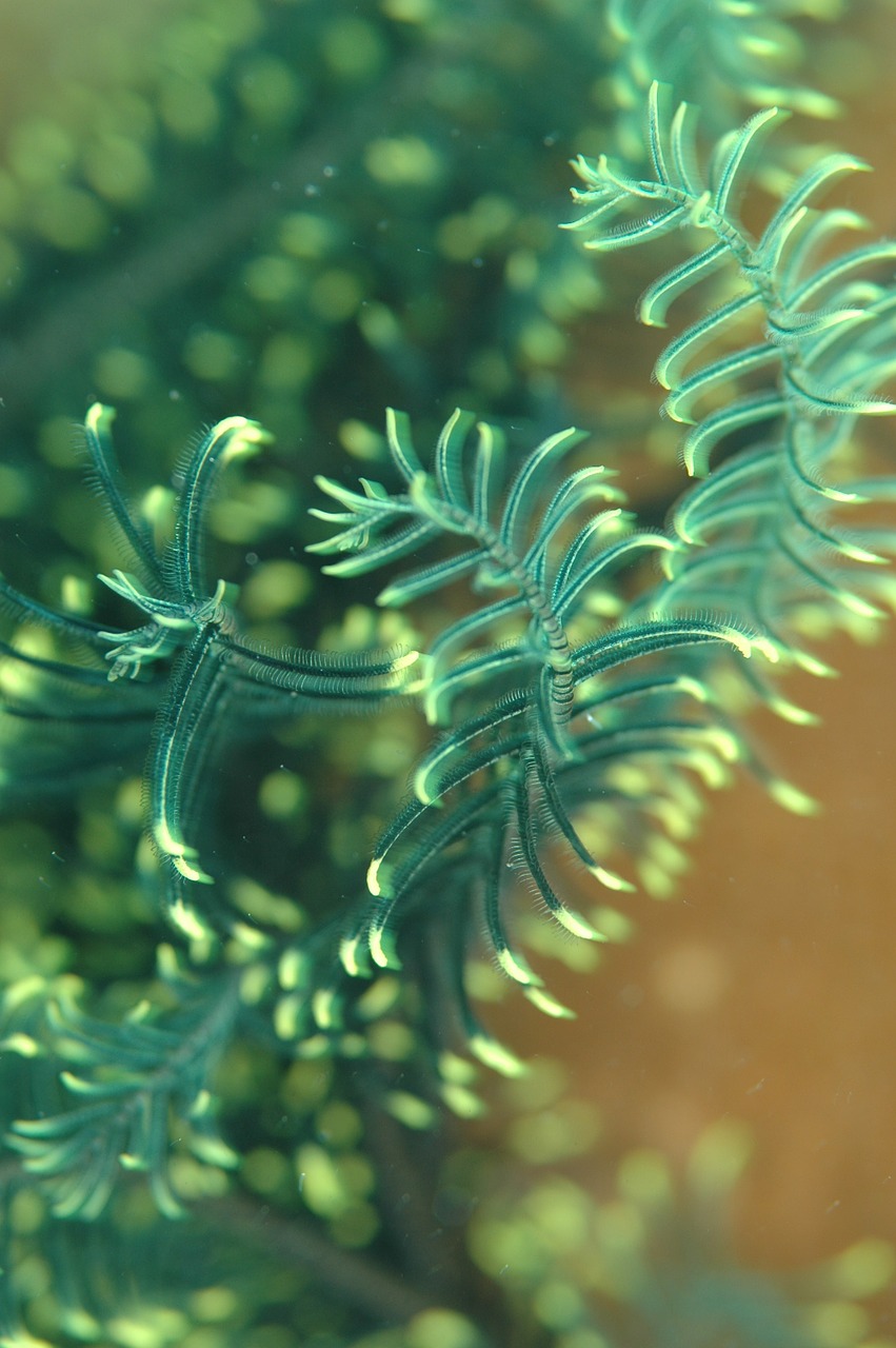 central japan underwater life sea free photo