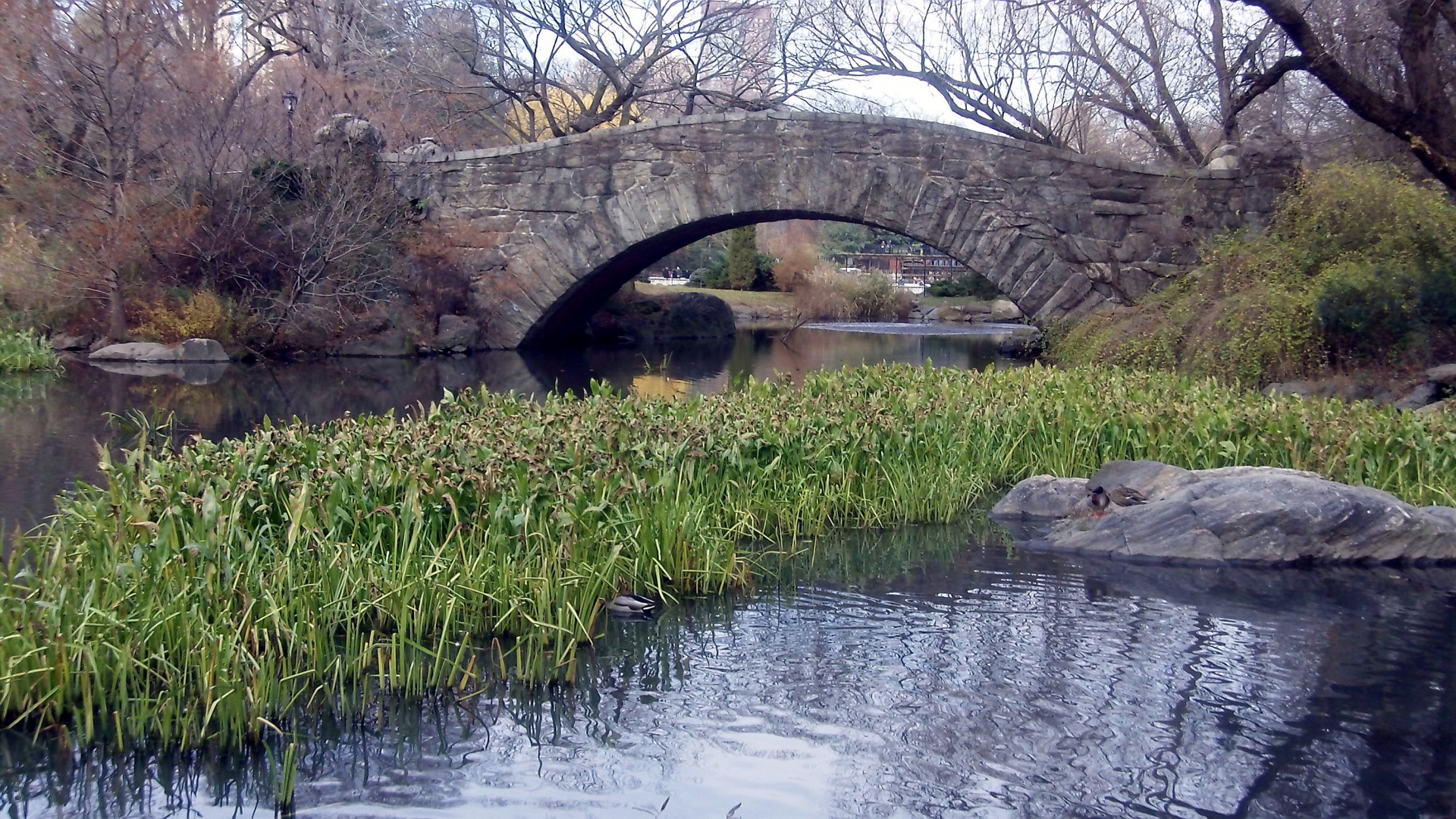 central park new york city spring free photo