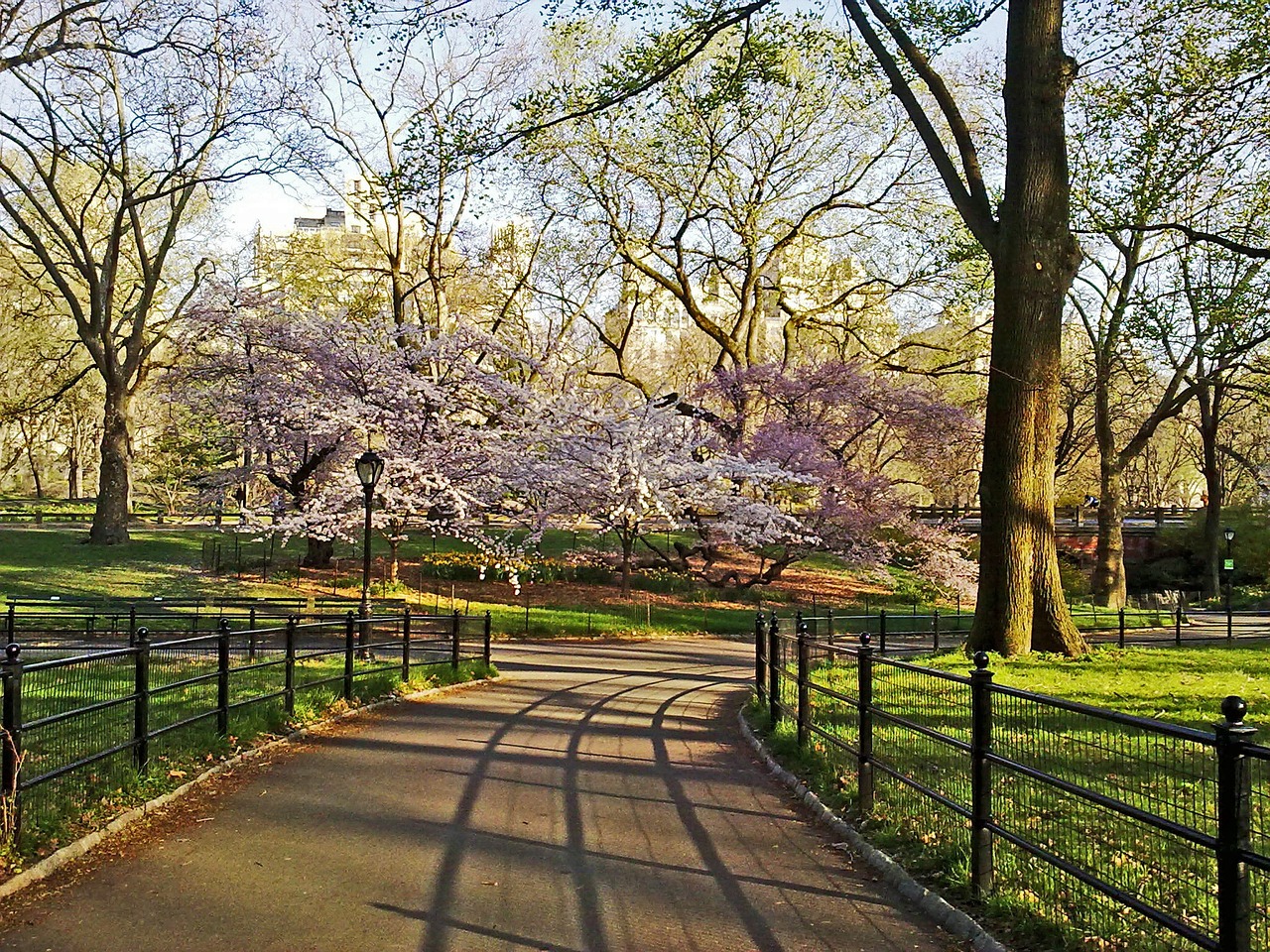 central park new york manhattan free photo