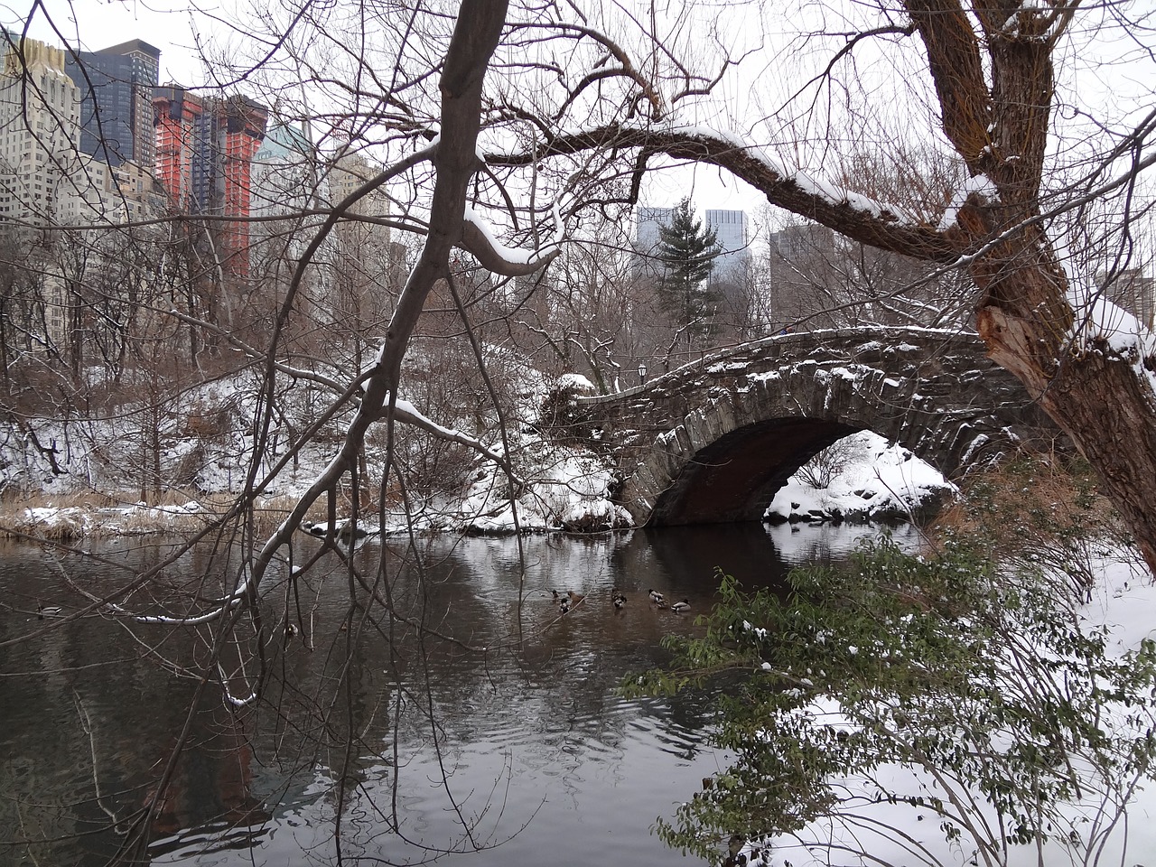 central park manhattan new york free photo