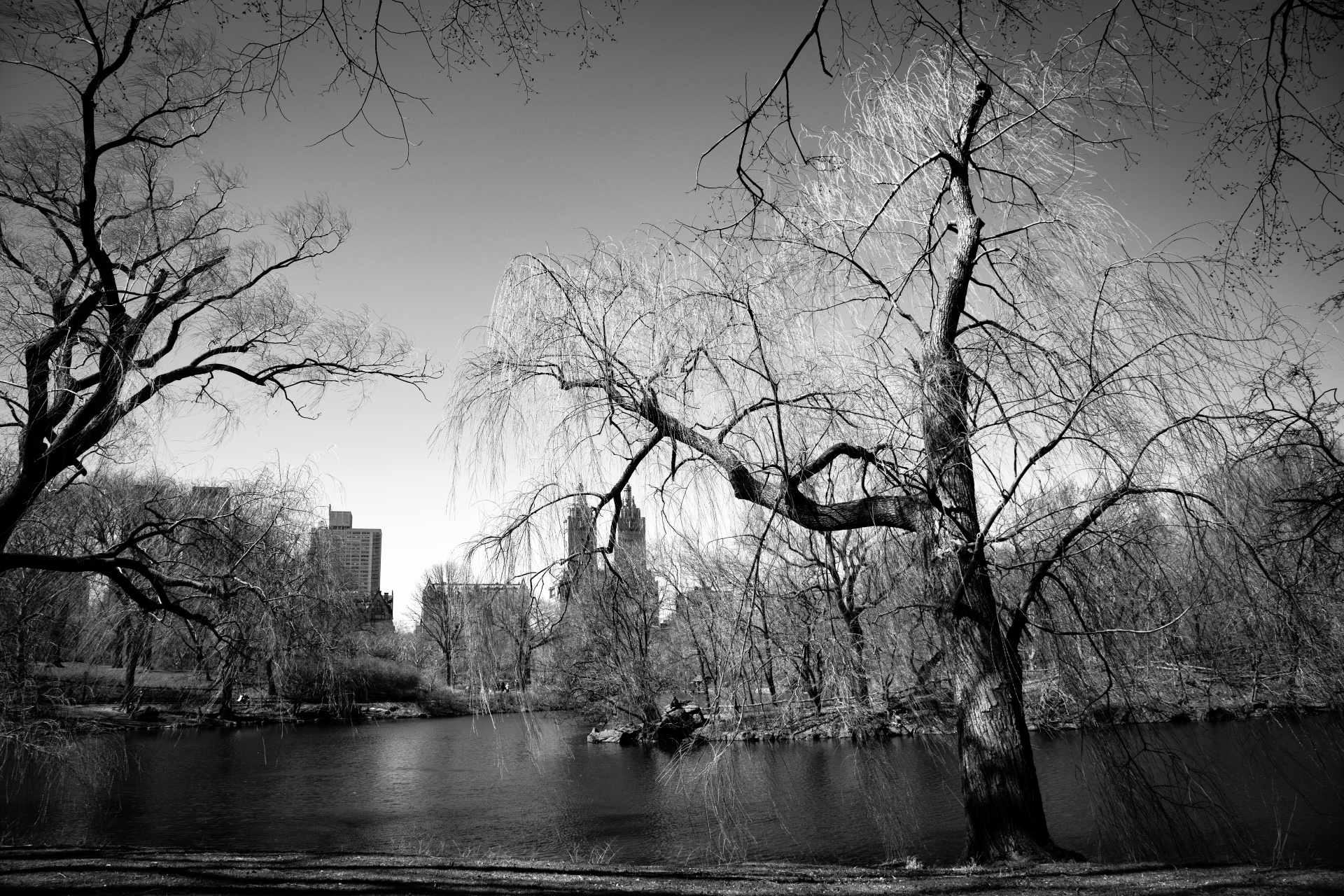 york park manhattan free photo