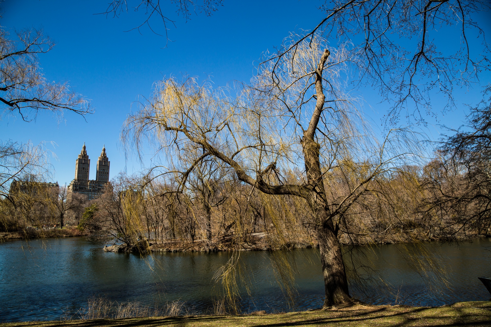 york park manhattan free photo