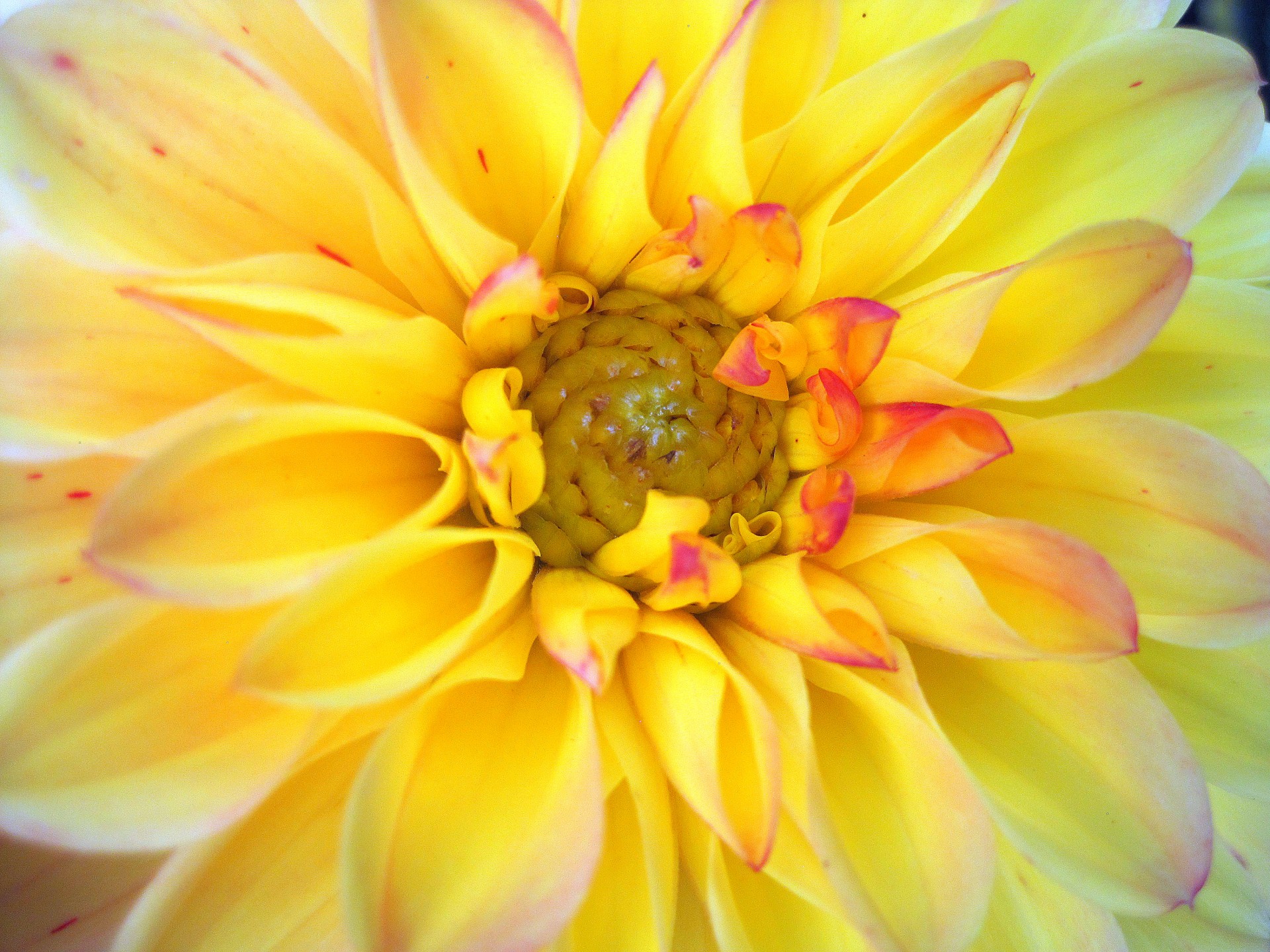 dahlia yellow petals free photo